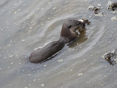 Smooth otter, Lutrogale perspicillata