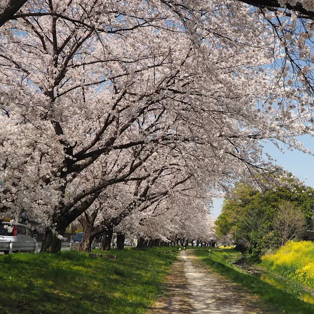 赤堀川　篠津の桜堤