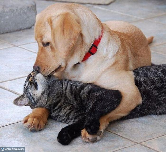 photo drole de chien et chat - chien drole YouTube