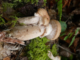 Armillaire commun - Armillaria ostoyae