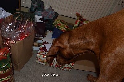 Vizsla mit Weihnachtsgeschenken