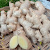 GINGER