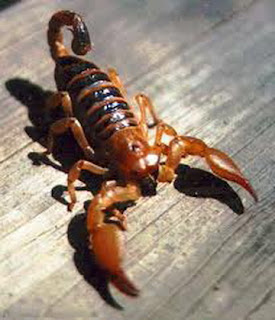 scorpion
