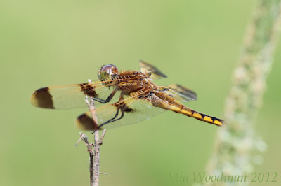 painted skimmer dragonfly