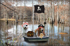 Westie and Basset Hound Pirates