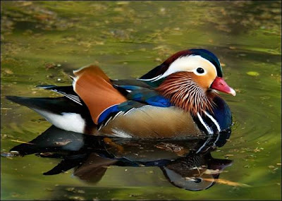 Mandarin-Duck