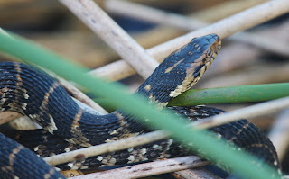 banded water snake