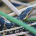 The banded water snake