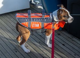 Photo of Ruby in her life jacket