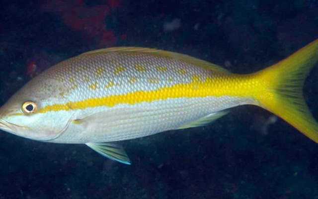 Tips dan Umpan Memancing Ikan Ekor Kuning