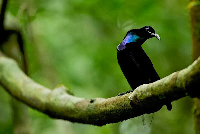 Magnificent Riflebird of Paradise,Ptiloris Magnificus, Bird of paradise.