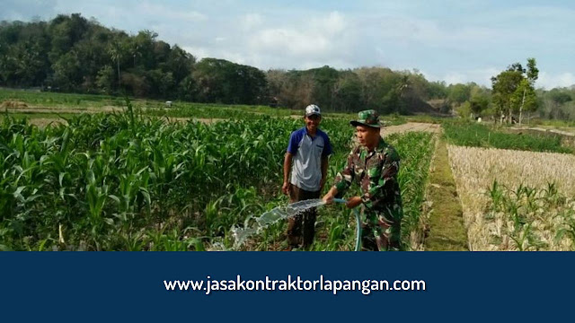 Cara Menanam Jagung dan Mengenal Sejarah Tanaman Jagung