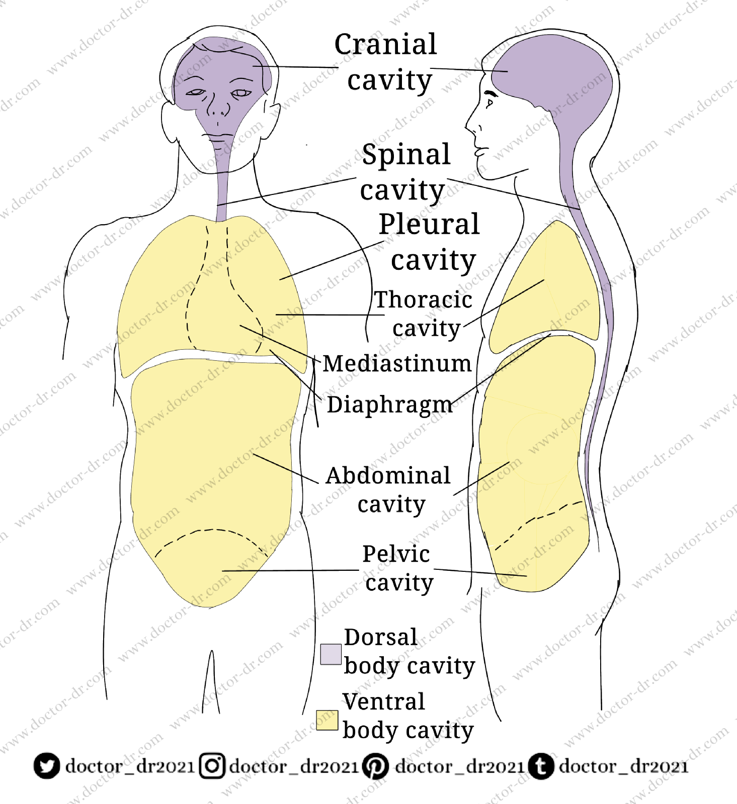 Body Cavities: Chest Cavity Anatomy and Body Cavities Anatomy