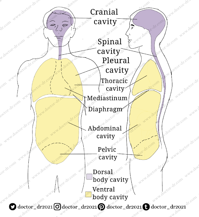 Body Cavities: Chest Cavity Anatomy and Body Cavities Anatomy 