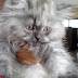 Pure Persian Cat For Sale In Karachi