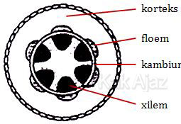 Keterangan bagian-bagian penampang batang tumbuhan dikotil: korteks, kambium, floem, dan xilem