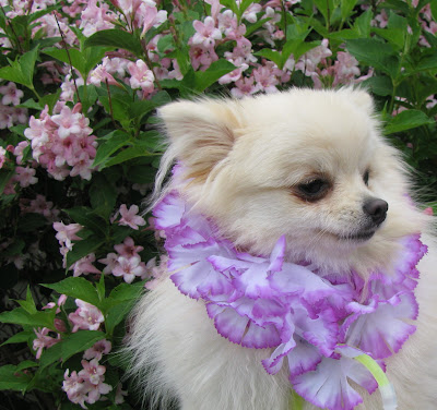 Pomeranian And The Flower