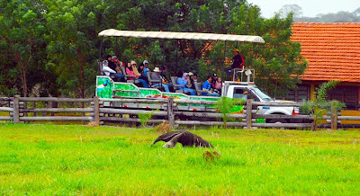 Safári Fotográfico no Pantanal