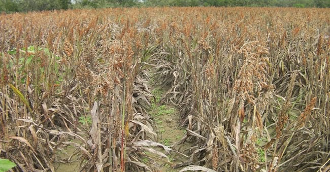 Estados/Afectadas más de tres millones de toneladas de sorgo en Tamaulipas