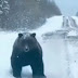 Οδηγός συνάντησε τεράστια αρκούδα στον δρόμο προς το Καϊμακτσαλάν