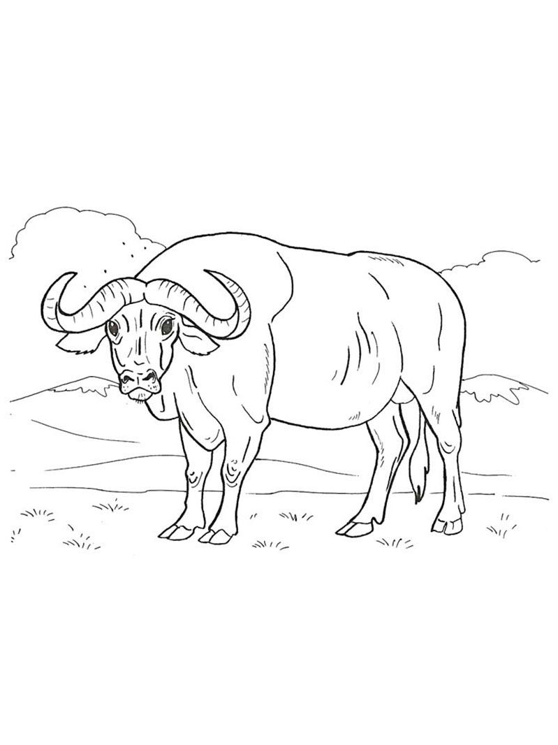 animals coloring page