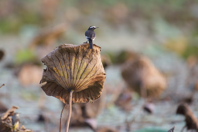 White-browed Wagtail (Motacilla maderaspatensis) खंजन  Sanjivini Nagar, Jabalpur, MP, India November 2017