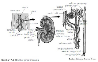 Sistem Ekskresi Ginjal dan Struktur Ginjal Biology Is 