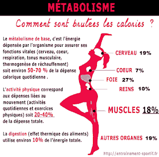 Pour perdre du ventre, modifiez votre metabolisme