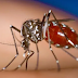 🆕 Guyane - Les cas de paludisme exploses !