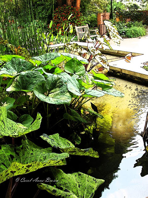 Raised Pond - Atlanta Botanical Gardens