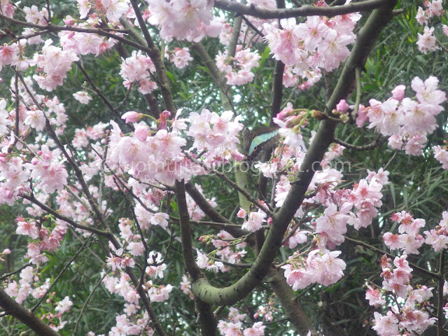 Taipei cherry blossoms