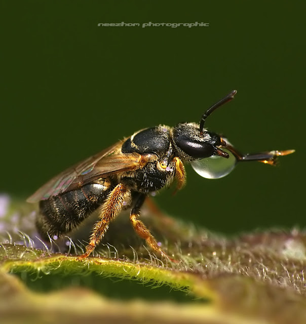 Wasp drink water macro