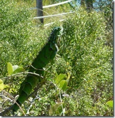 Iguana at our site