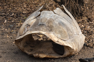 Giant Tortoise Shell, Urbina Bay