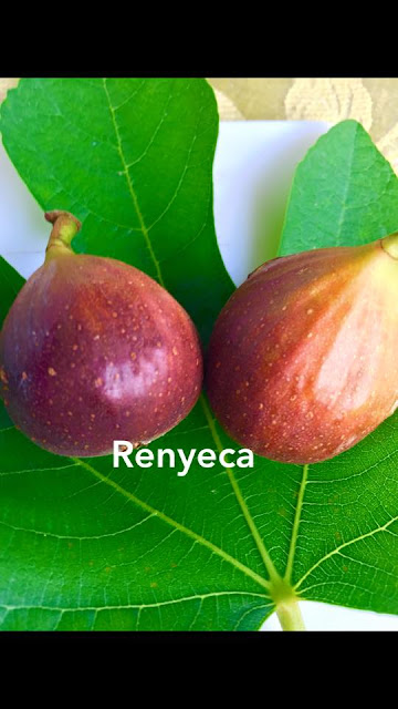 Renyeca Figs