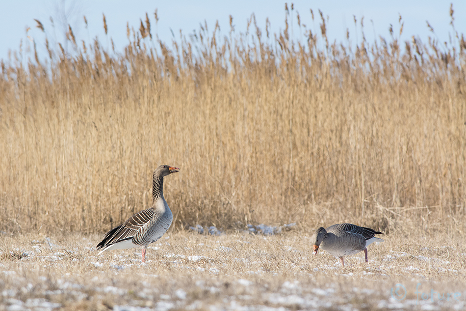 Hallhani, Anser anser, Greylag Goose, Grey Goose, hani