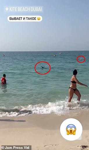 Shark circles swimmers off Dubai ocean side as lifeguard frantically encourages them to escape the water