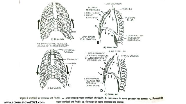 मानव में साँस लेने की क्रिया- श्वासोच्छ्वास (Breathing process in humans)|in hindi