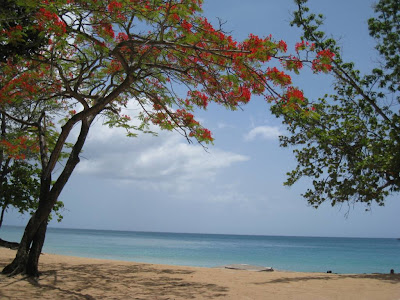 Plage de la Perle, Deshaies