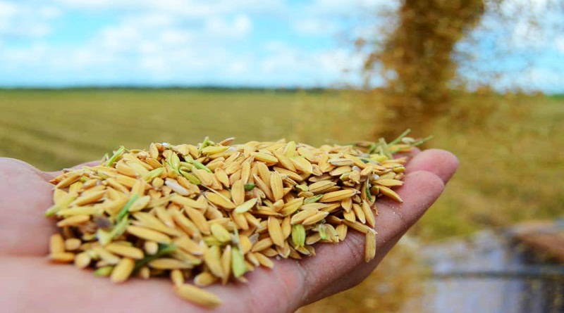 Siembra de cereales en Venezuela se incrementó casi 48 % hasta julio respecto a 2022