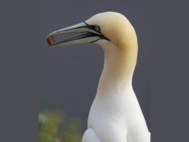 Colorful Birds - Beautiful Collection Seen On www.coolpicturegallery.us