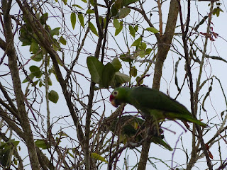 Psittacara finschi - Conure de Finsch