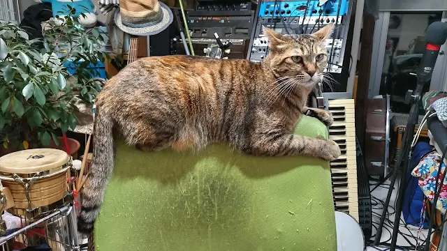 椅子の背の上がお気に入り