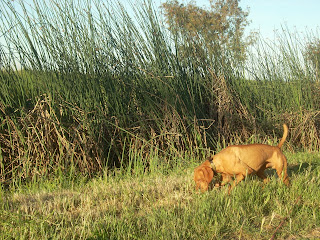 redbirddog - a hungarian pointer (vizsla) blog: Dog food for an active