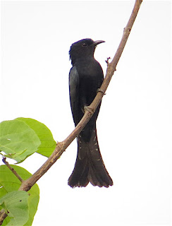 Surniculus Sp., drongo-cuckoo species