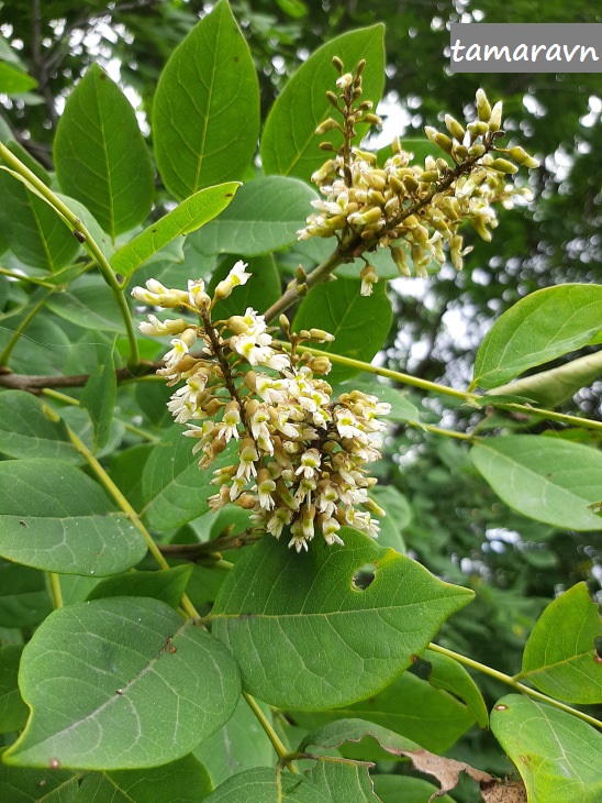 Маакия амурская (Maackia amurensis)