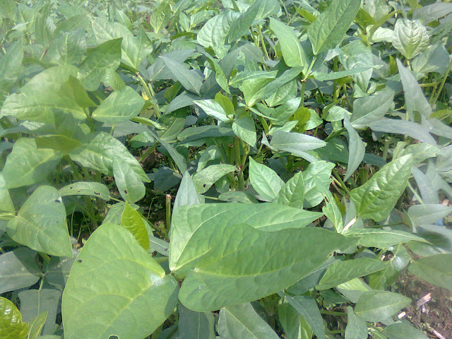 Daun Kacang Tunggak Sangat Hijau Berkat Pupuk Kandang/Kompos