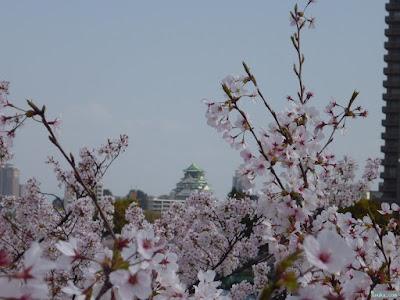 桜と大阪城