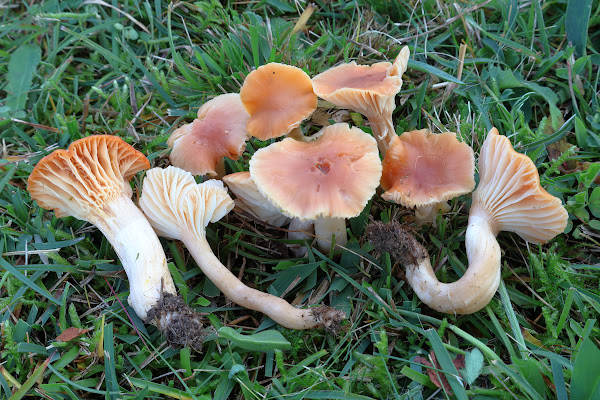 Hygrocybe pratensis var. pratensis