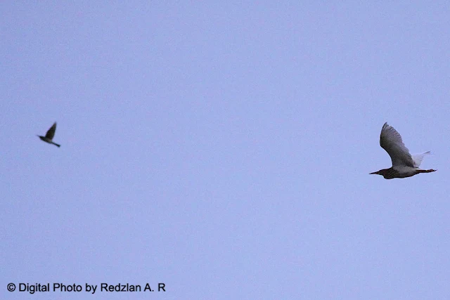 Heron and Bee eater in flight